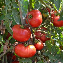 La siembra del tomate